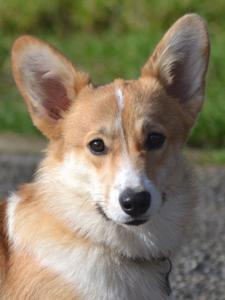 Les Welsh Corgi Pembroke de l'affixe du domaine d'an oriant