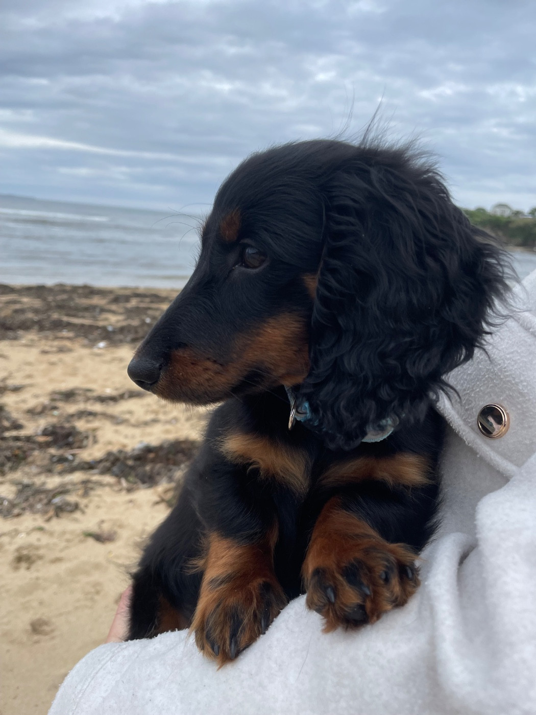 Alfred Des Sept Sacres