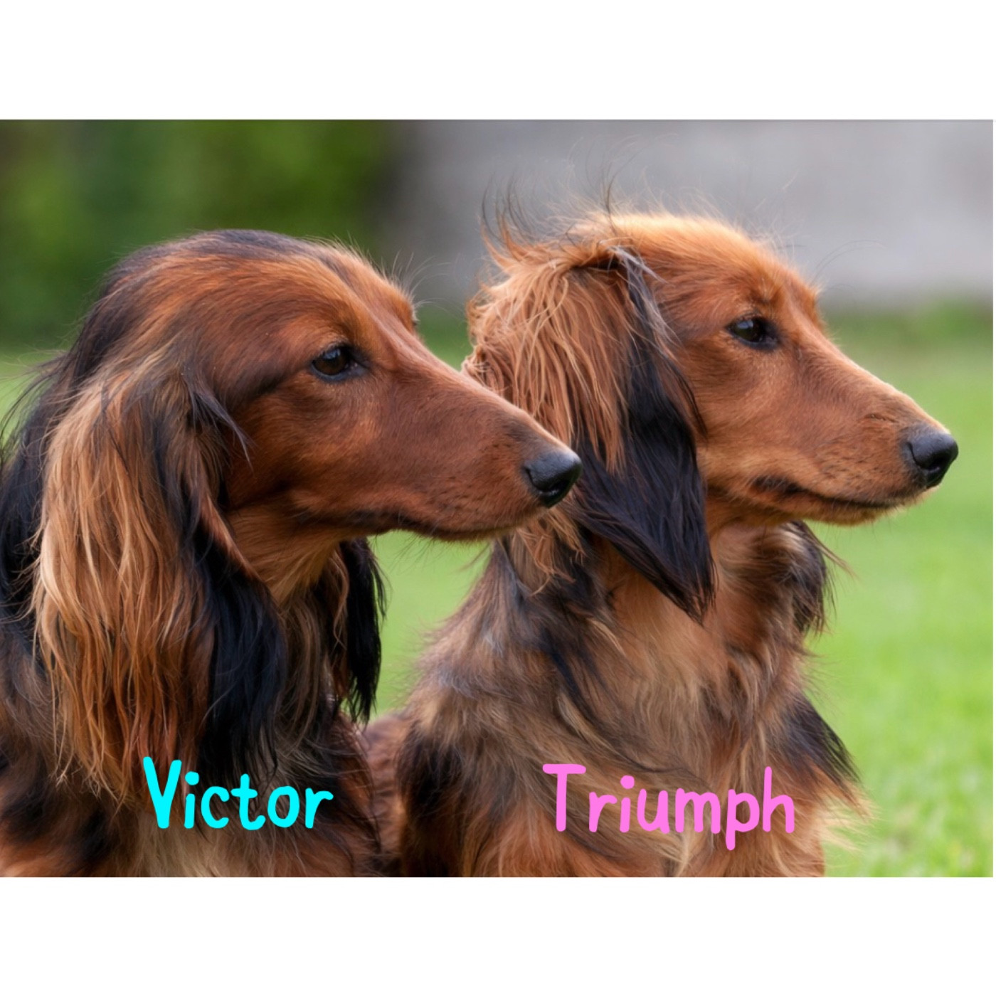 Chiots teckels Nains à poils longs Fauves LOF