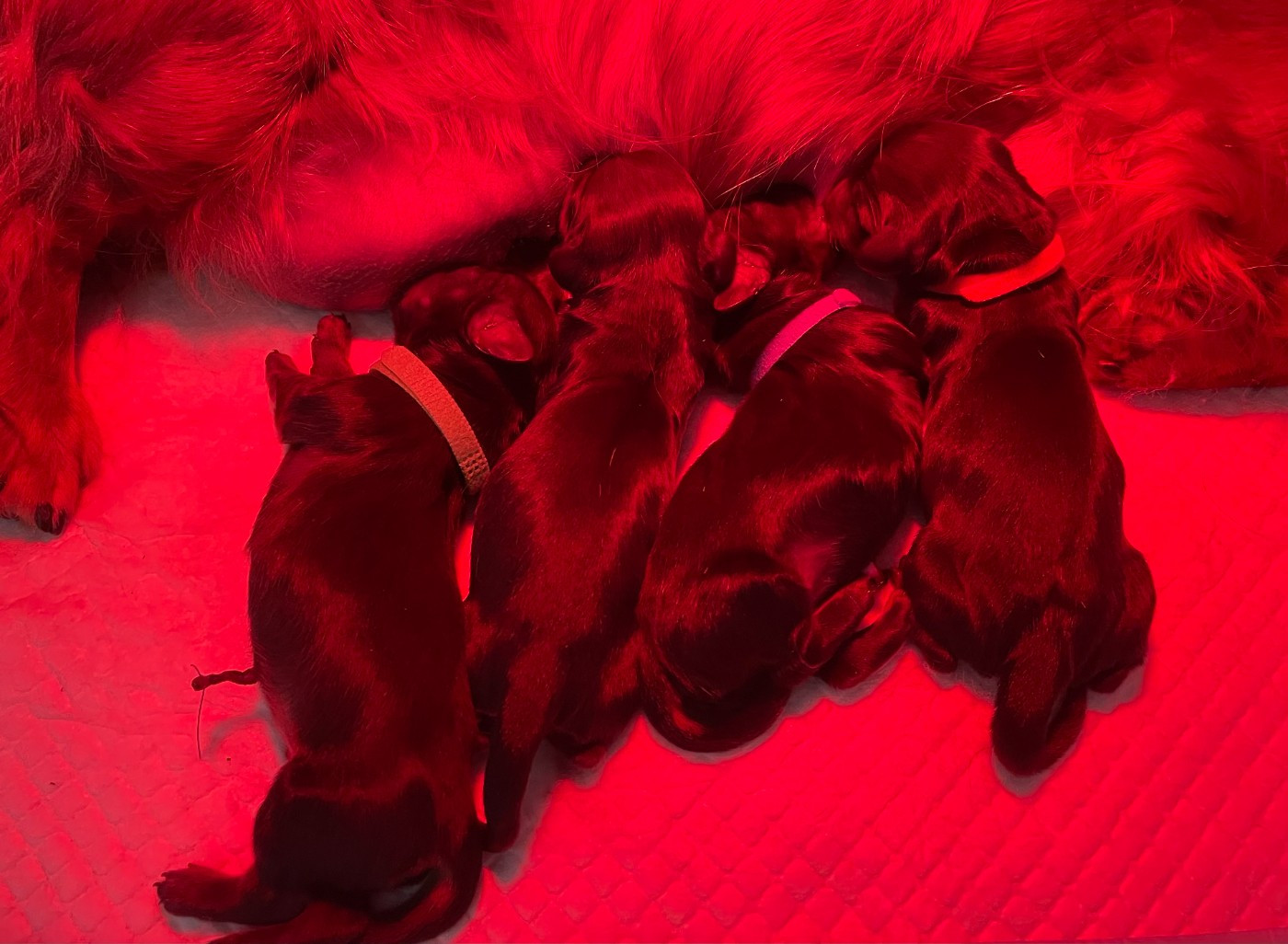 Ils sont arrivés les 4 petits bébés de Showbiz et Marshall