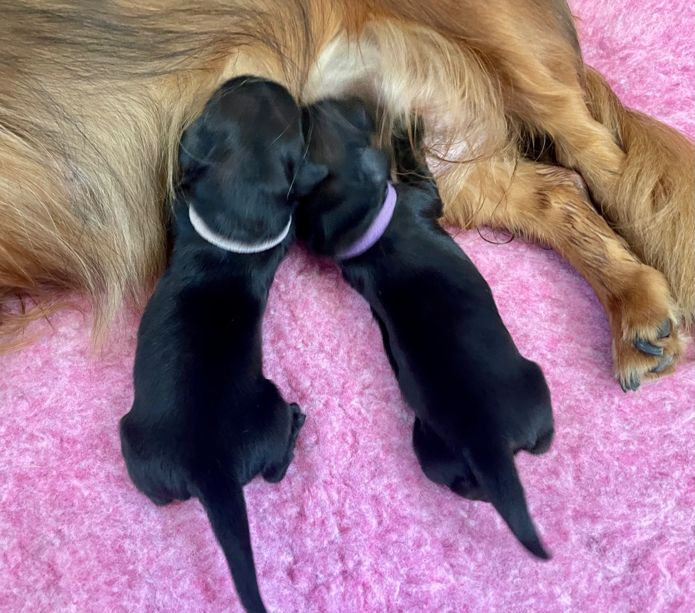 Elles sont arrivées les 2 petites Princesses de l union Glitter et Valentin