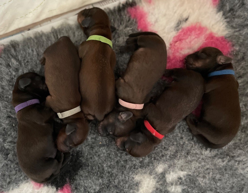 Chiot Teckel poil long du domaine d'an oriant