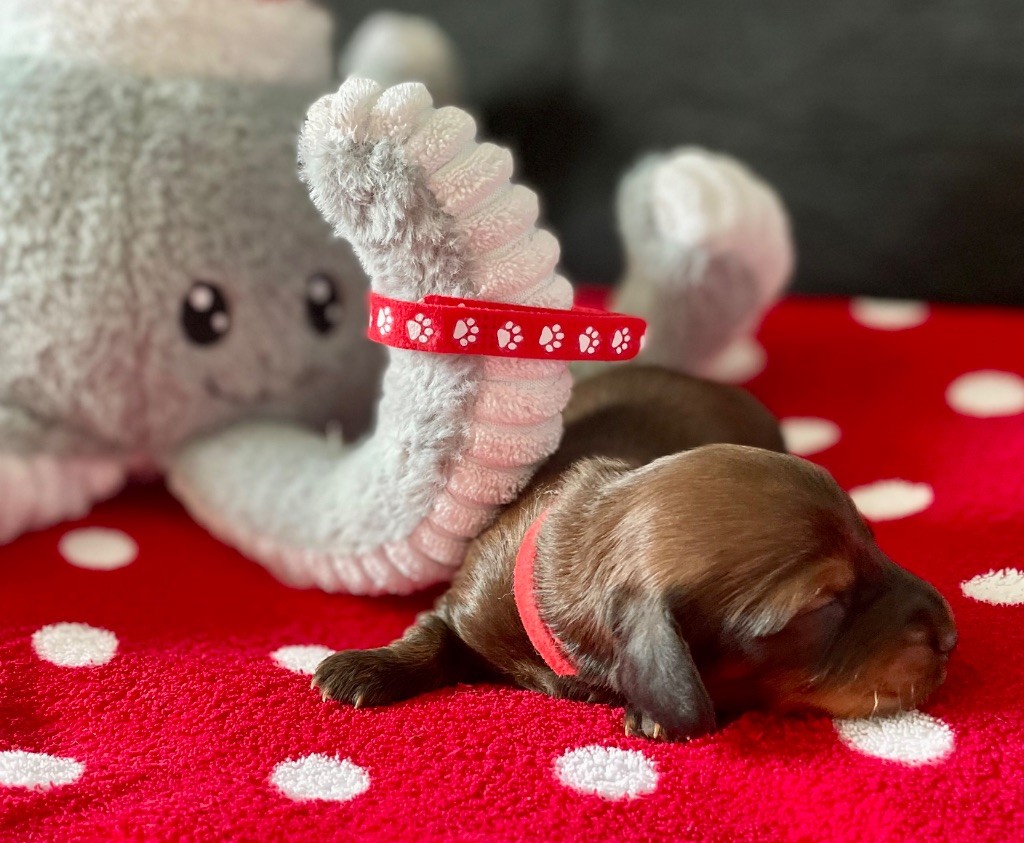 du domaine d'an oriant - Chiots disponibles - Teckel poil long