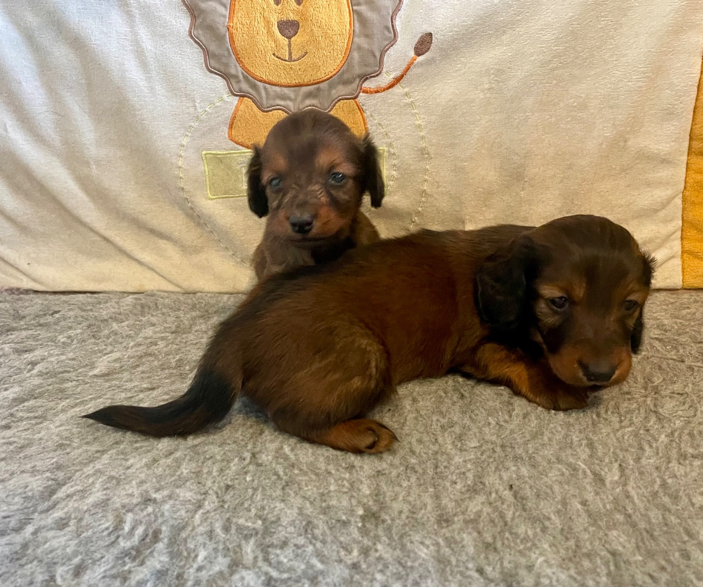 Chiot Teckel poil long du domaine d'an oriant