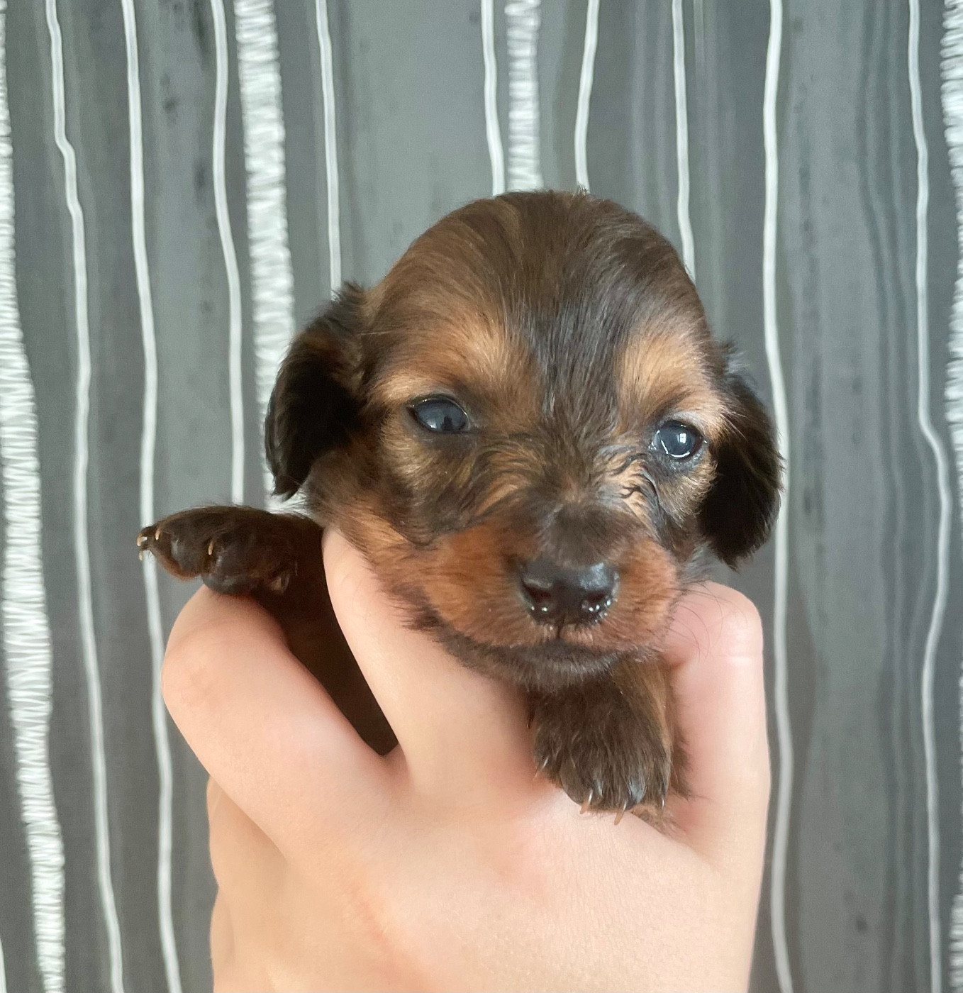 du domaine d'an oriant - Chiots disponibles - Teckel poil long