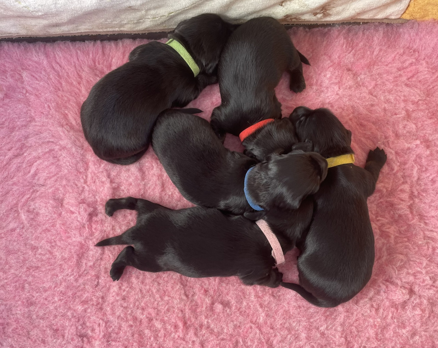 du domaine d'an oriant - Chiots disponibles - Teckel poil long