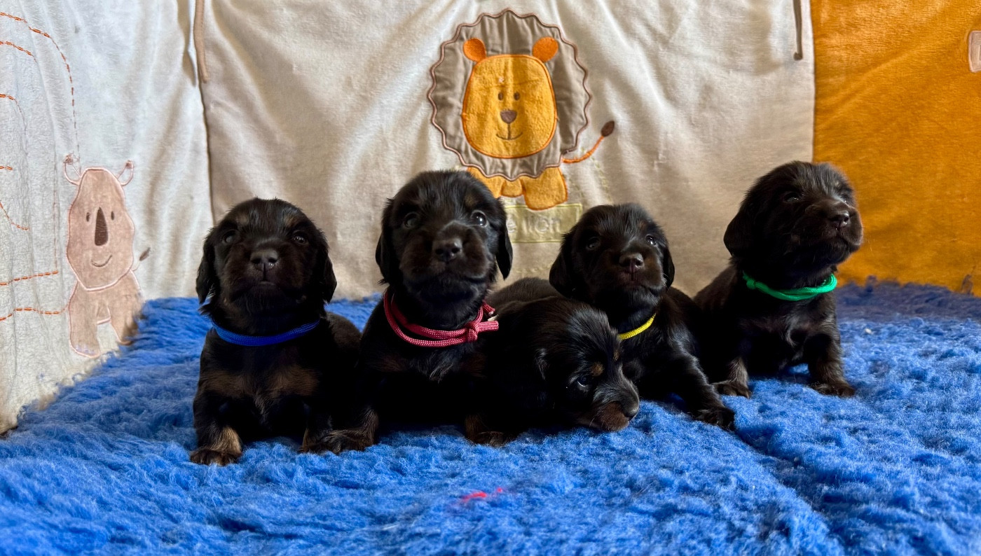 du domaine d'an oriant - Chiots disponibles - Teckel poil long
