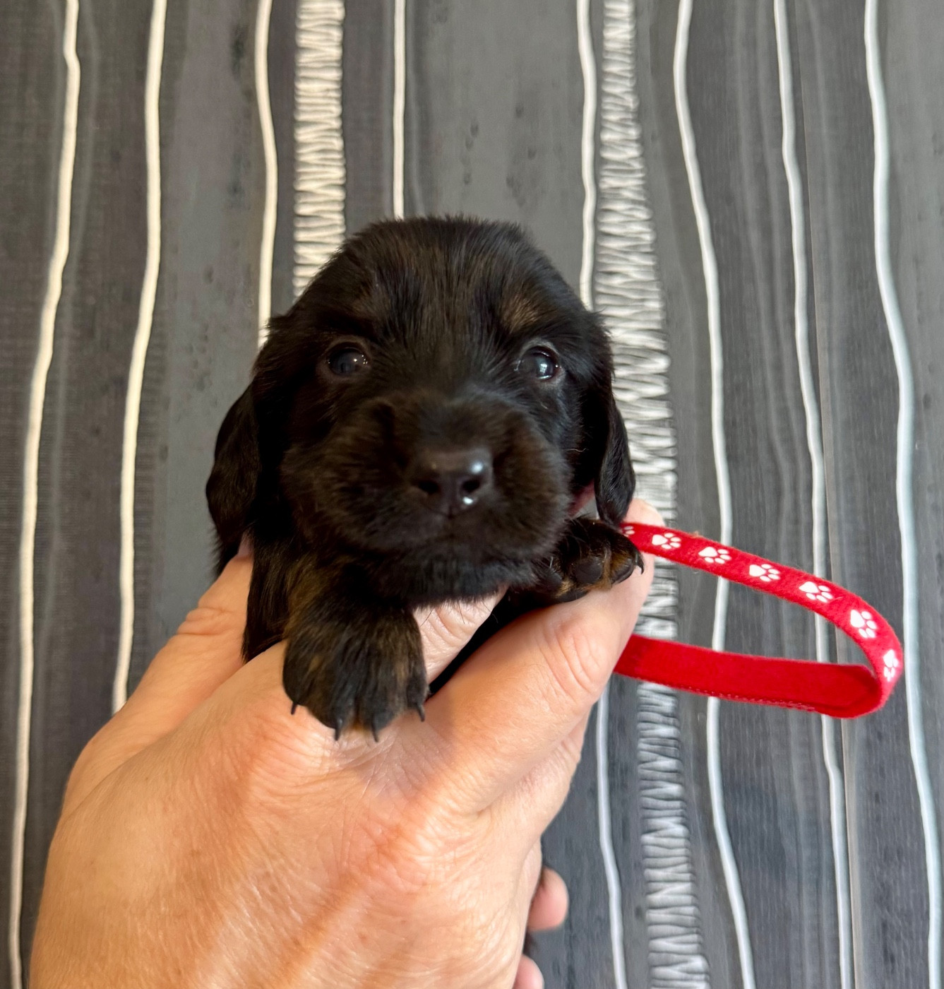 du domaine d'an oriant - Chiots disponibles - Teckel poil long