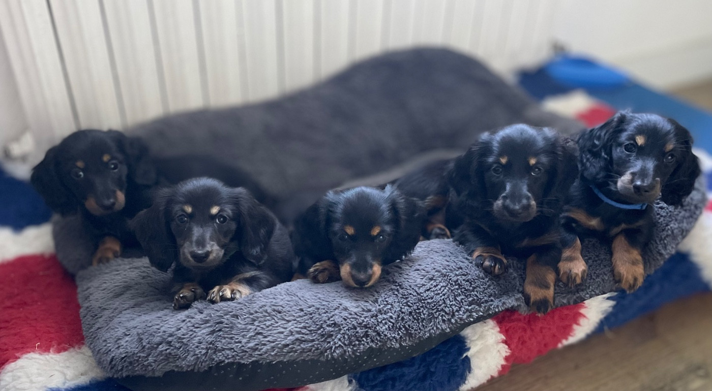 du domaine d'an oriant - Chiots disponibles - Teckel poil long