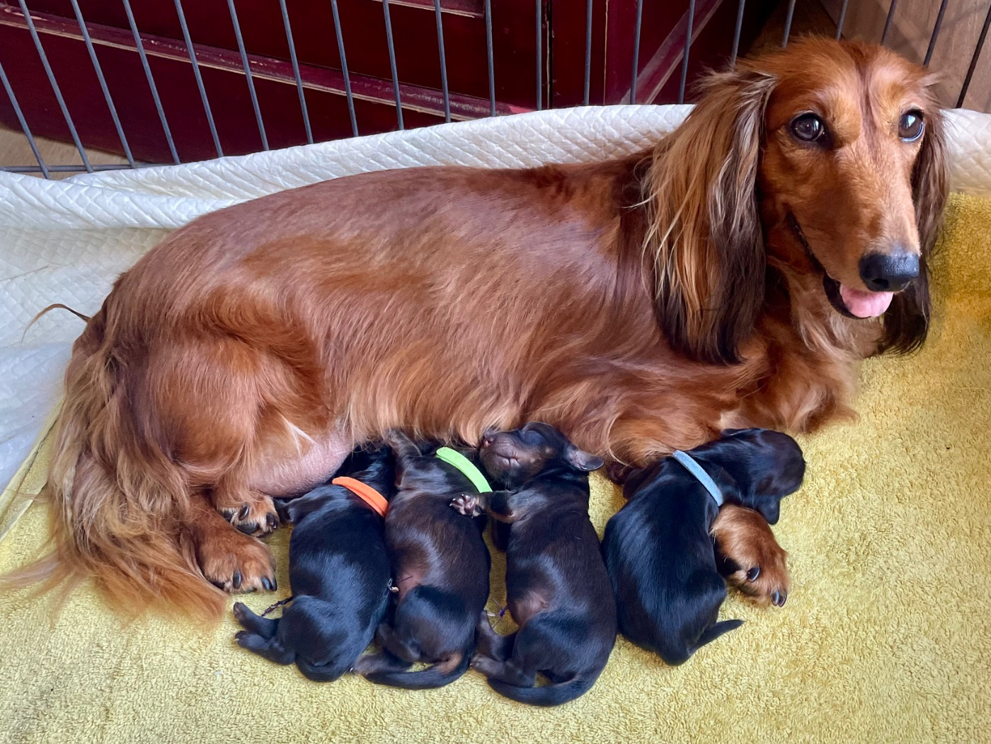 du domaine d'an oriant - Chiots disponibles - Teckel poil long