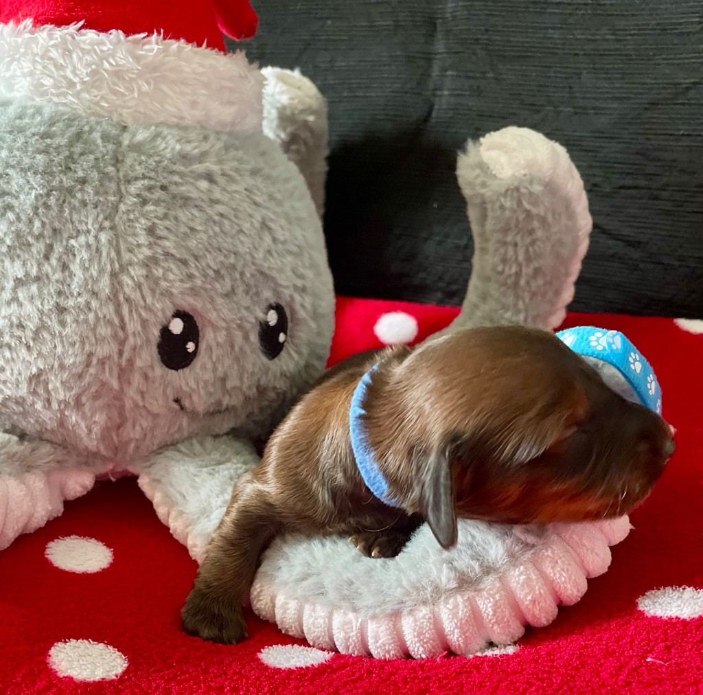 du domaine d'an oriant - Chiots disponibles - Teckel poil long